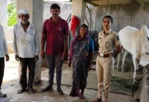 निरगुडसर येथे बिबट्याने केली कालवडीची शिकार